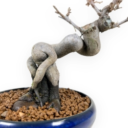 Pseudocydonia Chinensis - Cotogno - 20 cm