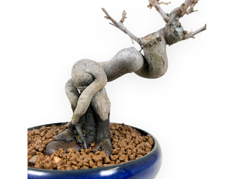 Pseudocydonia Chinensis - Kweepeer - 20 cm