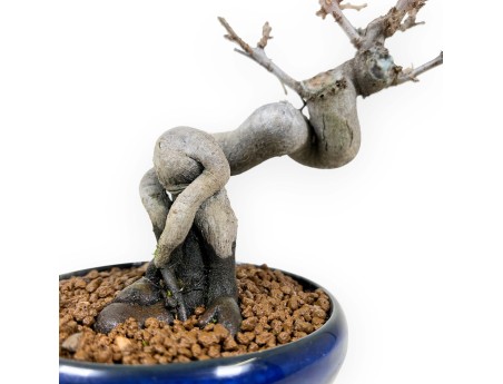 Pseudocydonia Chinensis - Kweepeer - 20 cm