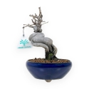 Pseudocydonia Chinensis - Cotogno - 20 cm