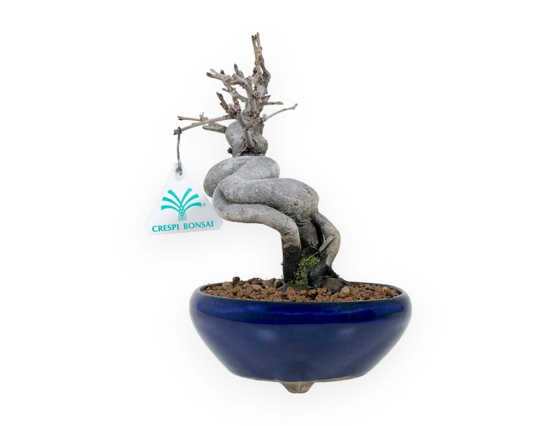 Pseudocydonia Chinensis - Kweepeer - 20 cm