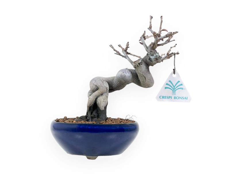 Pseudocydonia Chinensis - Quitte - 20 cm