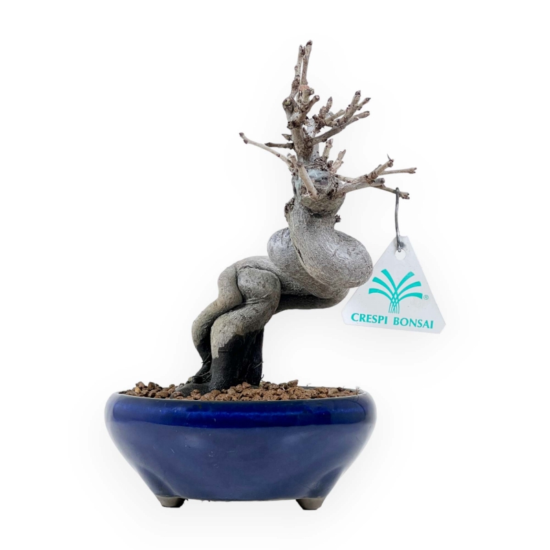 Pseudocydonia Chinensis - Cotogno - 20 cm
