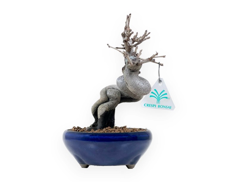 Pseudocydonia Chinensis - Kweepeer - 20 cm