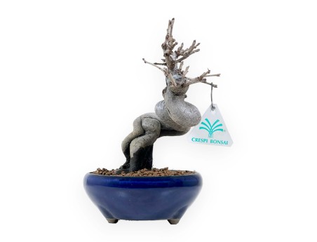 Pseudocydonia Chinensis - Apple tree - 20 cm