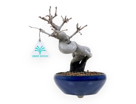 Pseudocydonia Chinensis - Cognassier - 20 cm