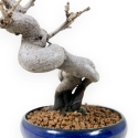 Pseudocydonia Chinensis - Cotogno - 20 cm
