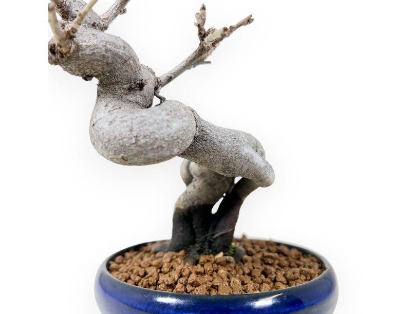 Pseudocydonia Chinensis - Apple tree - 20 cm