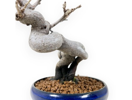 Pseudocydonia Chinensis - Cotogno - 20 cm