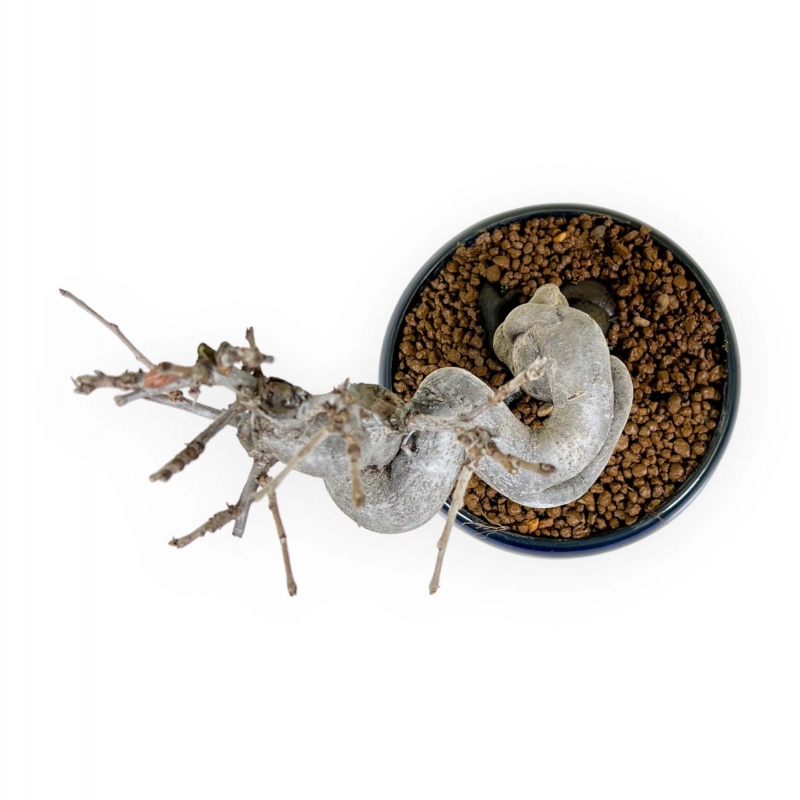 Pseudocydonia Chinensis - Apple tree - 20 cm