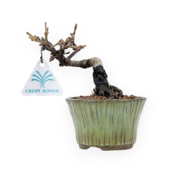 Viburnum - Viburnum - 13 cm