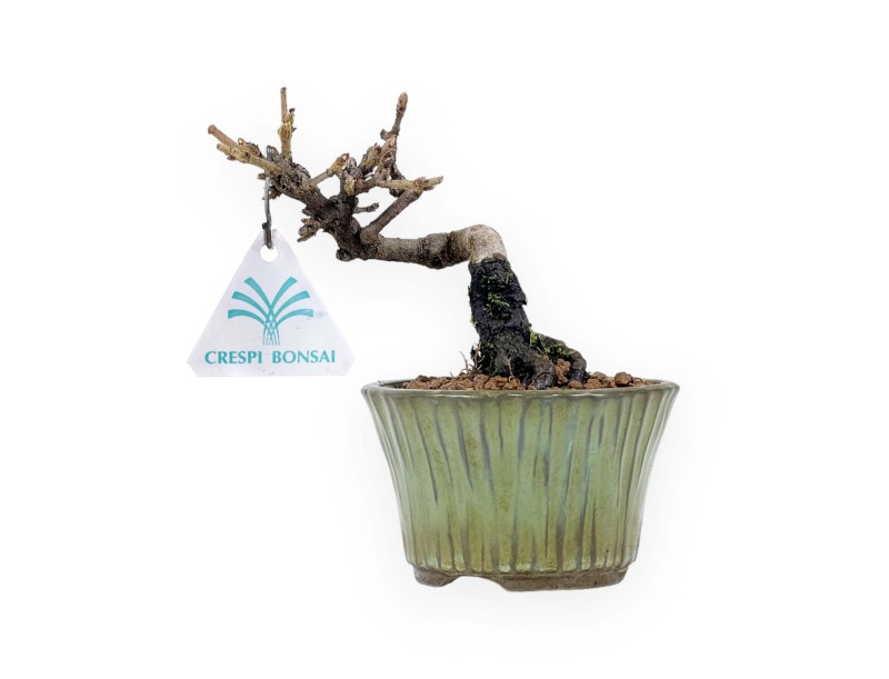 Viburnum - 13 cm
