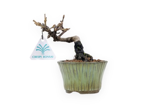 Viburnum - Viburnum - 13 cm