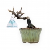 Viburnum - Viburno - 13 cm