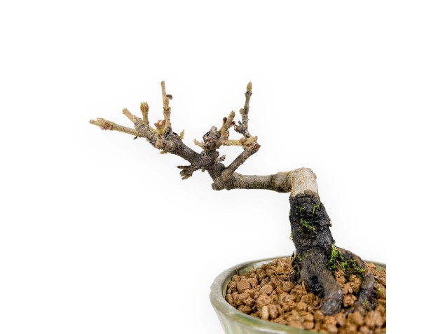 Viburnum - 13 cm 2