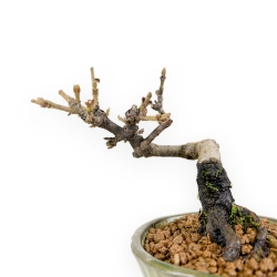 Viburnum - Viburno - 13 cm
