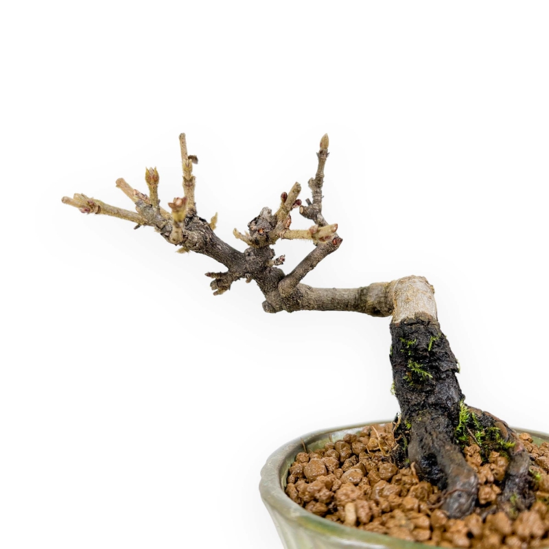 Viburnum - Viburno - 13 cm