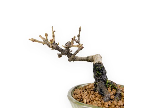 Viburnum - Viburnum - 13 cm