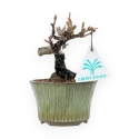 Viburnum - Viburno - 13 cm