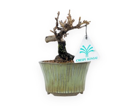 Viburnum - 13 cm