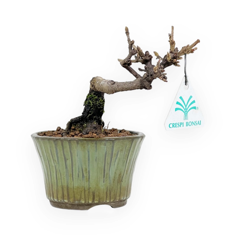 Viburnum - Viburno - 13 cm