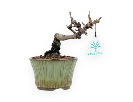 Viburnum - Viorne - 13 cm