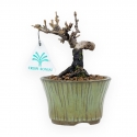 Viburnum - Viburno - 13 cm