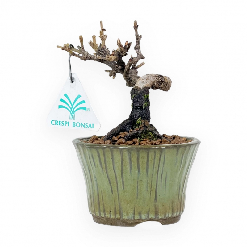 Viburnum - Viburno - 13 cm