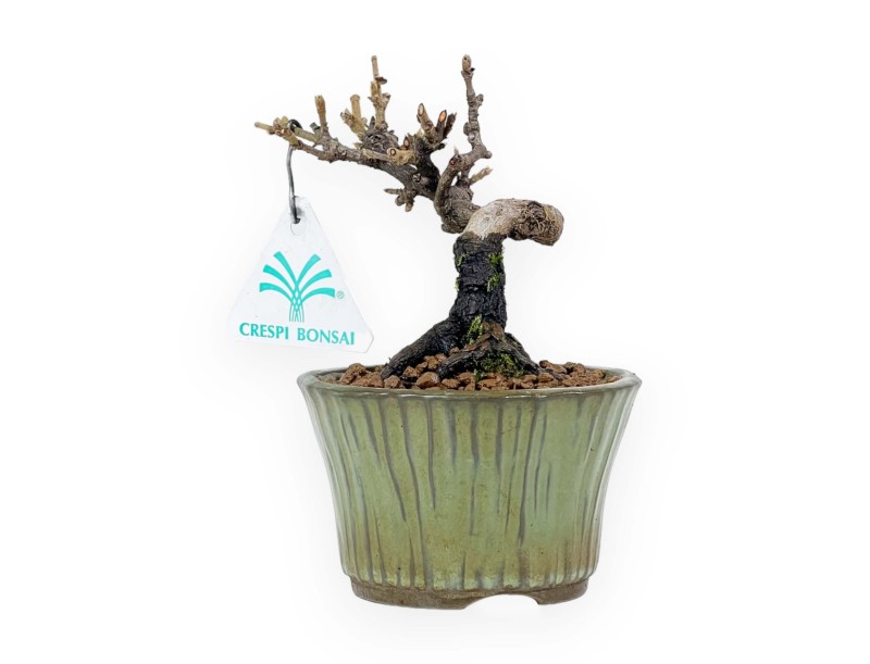 Viburnum - Viburnum - 13 cm