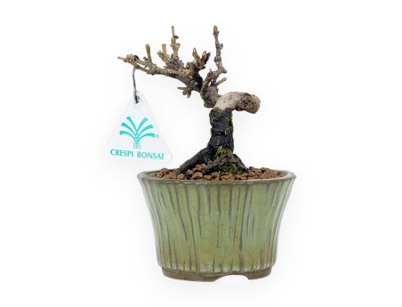 Viburnum - Viburnum - 13 cm