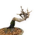 Viburnum - Viburno - 13 cm