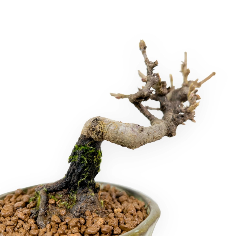 Viburnum - Viburno - 13 cm