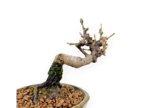 Viburnum - Viburnum - 13 cm