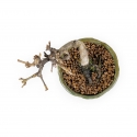Viburnum - Viburno - 13 cm
