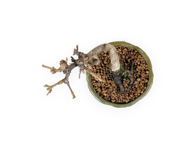 Viburnum – Schneeball – 13 cm