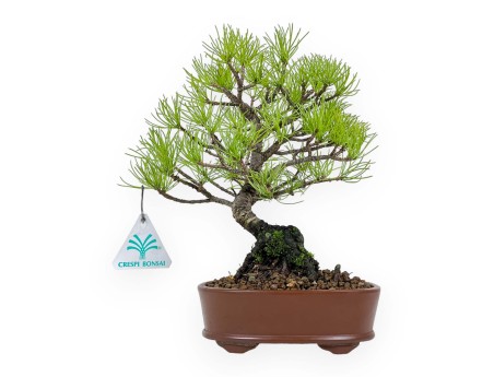 Pinus Pentaphylla à partir de graines - Pin à cinq aiguilles - 24 cm