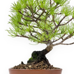 Pinus Pentaphylla da seme - Pino a cinque aghi - 24 cm