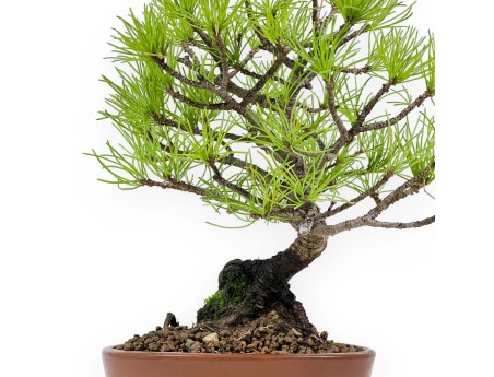 Pinus Pentaphylla da seme - Pino a cinque aghi - 24 cm