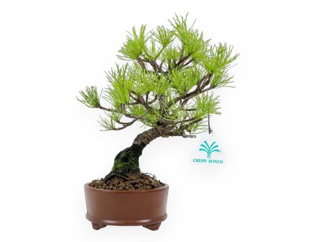Pinus Pentaphylla from seed - Pine five needles - 24 cm