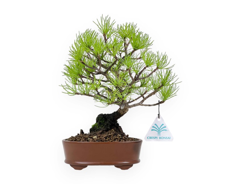 Pinus Pentaphylla from seed - Pine five needles - 24 cm