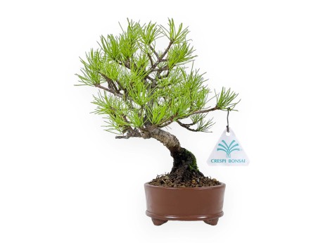 Pinus Pentaphylla da seme - Pino a cinque aghi - 24 cm