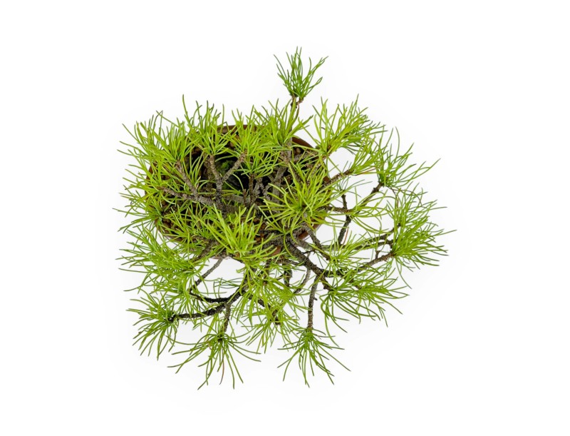 Pinus Pentaphylla from seed - Pine five needles - 24 cm