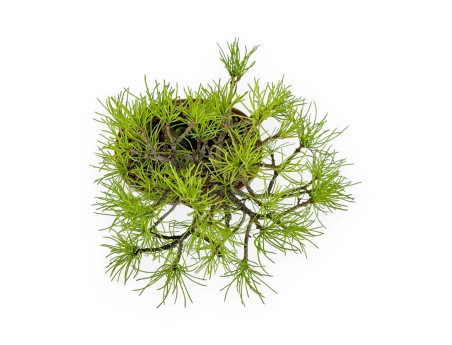 Pinus Pentaphylla da seme - Pino a cinque aghi - 24 cm