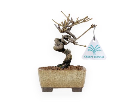 Viburnum - Viburno - 15 cm