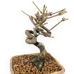 Viburnum - Viorne - 15 cm