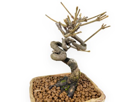 Viburnum - Viburnum - 15 cm