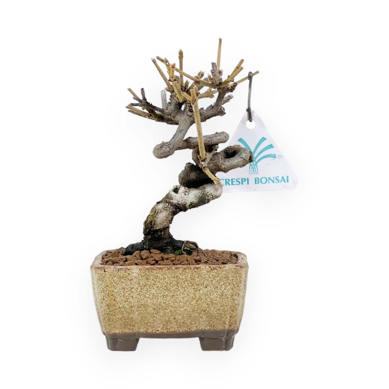 Viburnum - Viburno - 15 cm