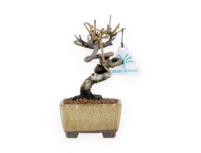 Viburnum - Viorne - 15 cm