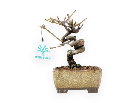 Viburnum - Viburnum - 15 cm