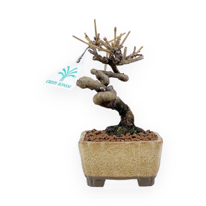 Viburnum - Viburno - 15 cm